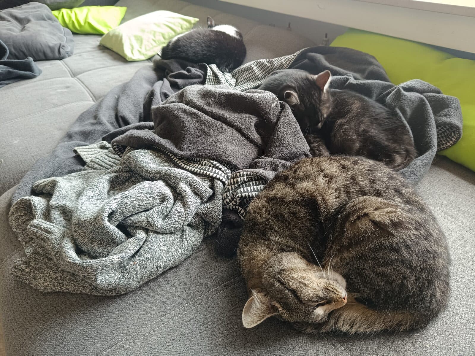 Drei Katzen nebeneinander